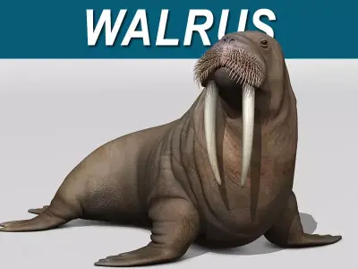 Walrus 3D model