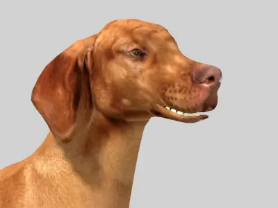 hungarian vizsla dog Low-poly 3D model