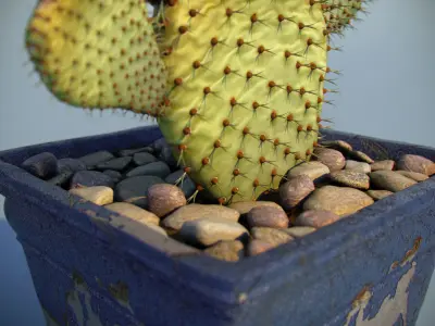 Cactus In Pot 3D model