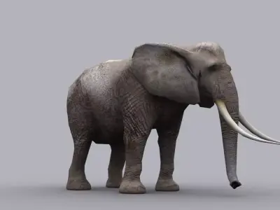 ELEPHANT GAME READY ANIMATED MODEL Low-poly 3D model