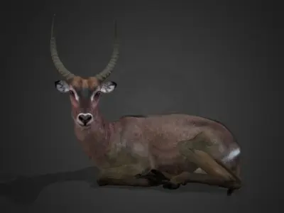 Waterbuck Antelope Realistic Animated 3D model