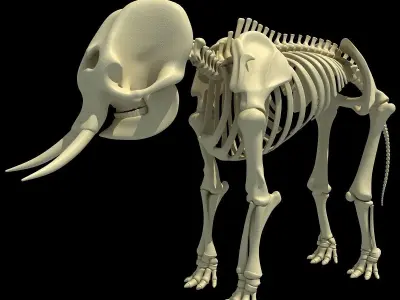 Elephant Anatomic Asian Skeleton 3D model