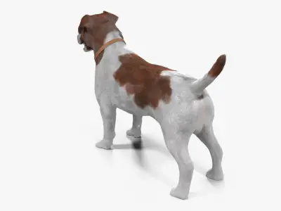 Jack Russell Low-poly 3D model