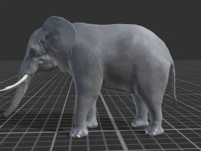 African elephant Low-poly 3D model 2