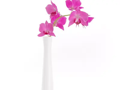 Orchid Flower in White Vase 3D model
