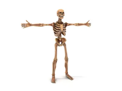 Human Skeleton Anatomy Model Pack Low-poly 3D model