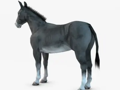 Donkey two donkeys 3D model