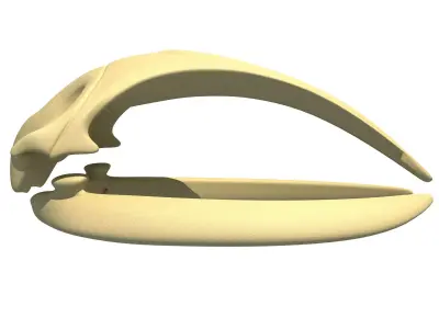 Right Whale Skull 3D model