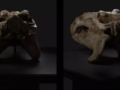 Hippo Skull Low-poly 3D model