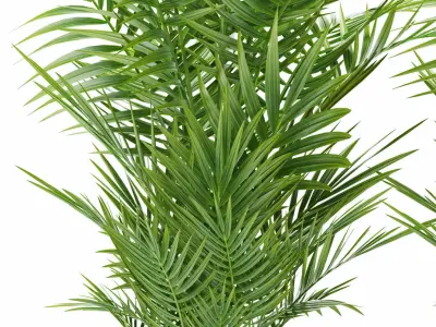 palm plant 144 3D model