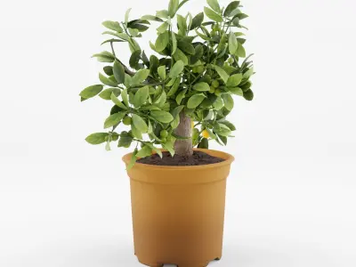 Citrus Calamondin Philippine Lime 3D Model Low-poly 3D model