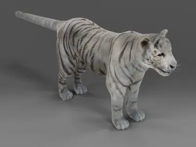 Fur White Tiger NO Rigged in Blender  Low-poly 3D model