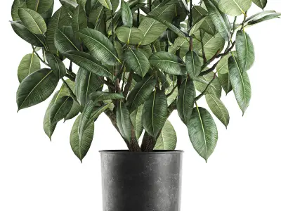Ficus tree in a pot for the interior 849 3D model