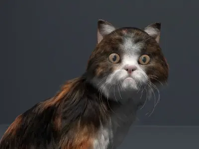 Persian Cat Fur and Animated 3D model