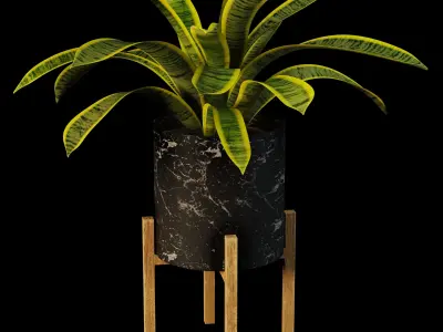 sansevieria potted plant 3D model
