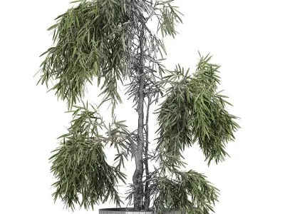 Decorative olive tree in a black flowerpots 733 3D model