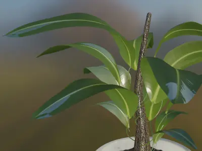 Maceta con planta Ficus 3D 3D model