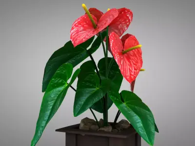 Vase Anthurium Plant 3D Model 3D model