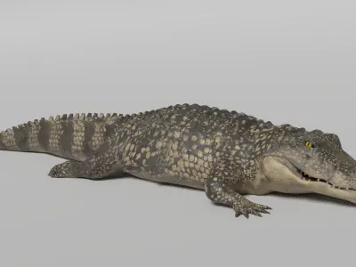 Crocodile Animated 3D model