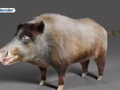 Fur Wild Boar V06 NO Rigged in Blender  Low-poly 3D model