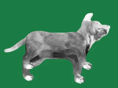 Belgian Shepherd Puppy Dog Low-poly 3D model