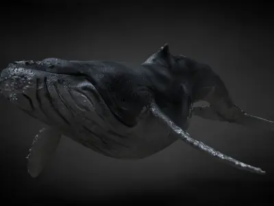 Humpback Whale C4D Rigged 3D model