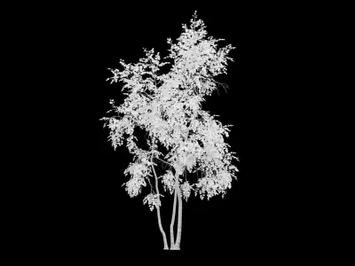 Birch Tree With White Leaves Low-poly 3D model
