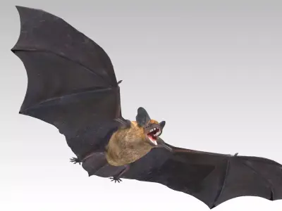 Common Pipistrelle Bat Low-poly 3D model