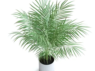 Areca Palm II 3D model