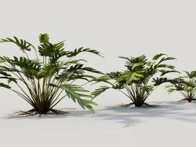 Philodendron xanadu 3D model
