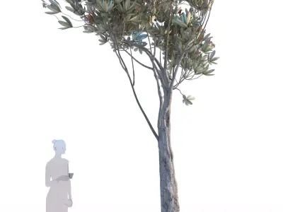 Bronze loquat eriobotrya deflexa skinny 3D model