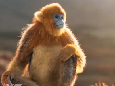 Golden Snub-nosed Monkey Animated 3D model