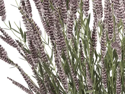 Bouquet Of Wild Flowers  With Lavender Sage 513 3D model