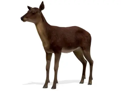 Red Deer Doe Low-poly 3D model