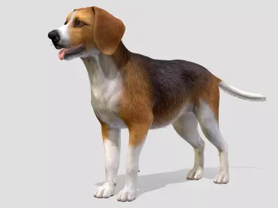 Dog - Beagle Low-poly 3D model