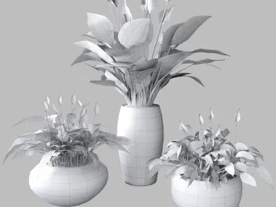 Peace lily 3D model
