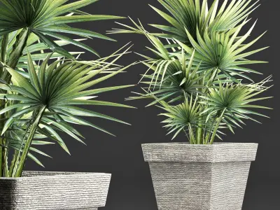 Plants Collection 189 Sabal Minor 3D model