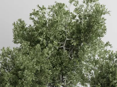 outdoor plant set 166 pot old olive tree concrete old vase Low-poly 3D model