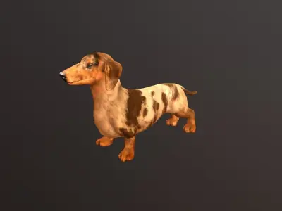 dachshund dog pet Low-poly 3D model