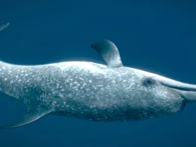Atlantic Spotted Dolphin 3D model