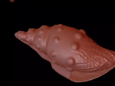 3D model of Conch shell 3D model