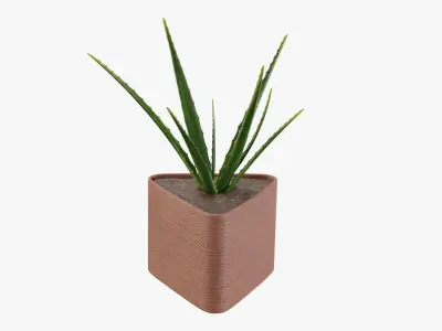 Plant 3 aloe vera 3D model