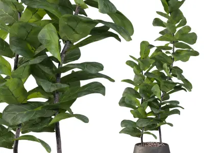 Ficus Lyrata in black pot 3D model