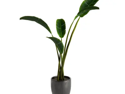 Strelitzia Nicolai - Plant Decor 3D model