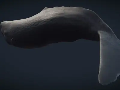 Sperm Whale 3D model