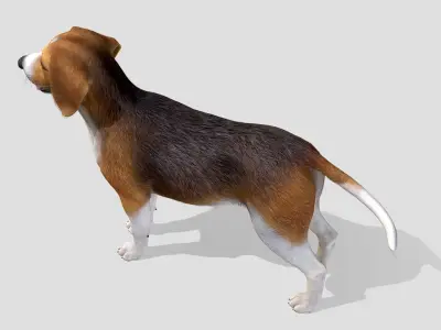 Dog - Beagle Low-poly 3D model