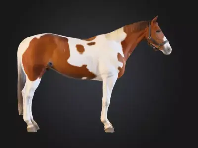 Painted Grace Horse Low-poly 3D model