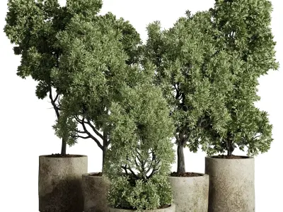 Tree plant in a old concrete dirty outdoor plant set 213  3D model