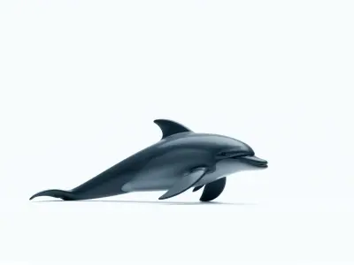 Realistic Dolphin 3D Model with Detailed PBR Textures Low-poly 3D model