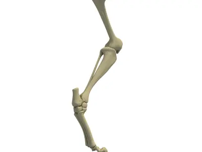 Mammal Animal Leg Bones 3D model